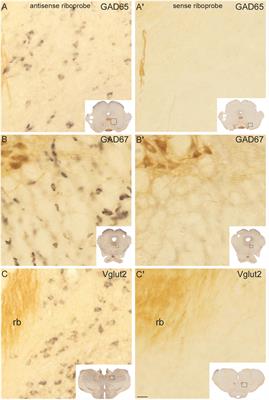 Stereological Estimates of Glutamatergic, GABAergic, and Cholinergic Neurons in the Pedunculopontine and Laterodorsal Tegmental Nuclei in the Rat